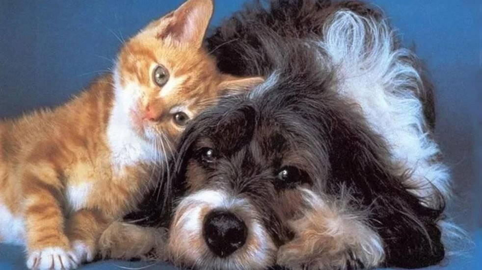 Realizarán en Oro Verde una nueva jornada de castración de perros y gatos