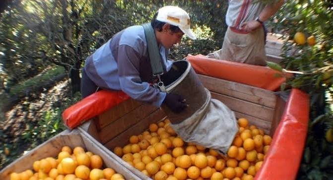 Citricultura: Alertan que por bajos precios y fuerte caída de la demanda está en riesgo la próxima campaña